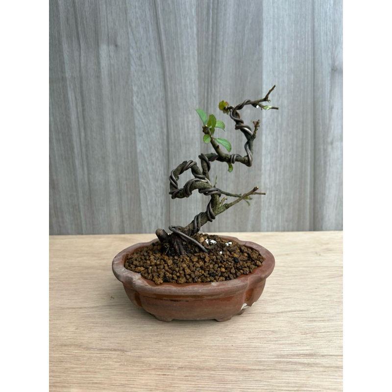 《夢花火》盆景-日本長壽梅/盆栽/植栽