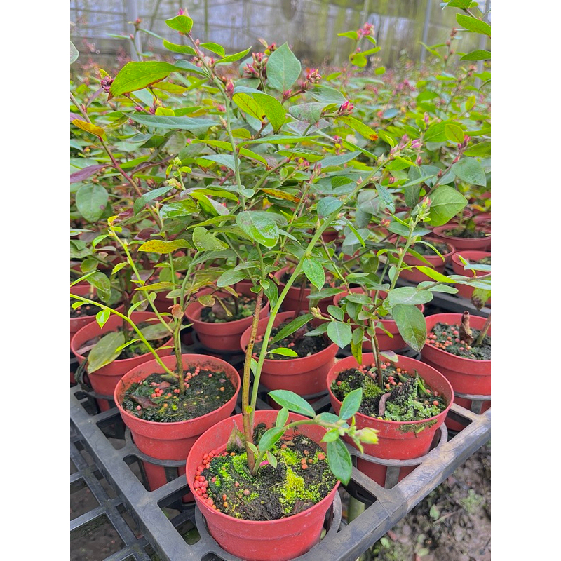 🫐藍莓苗 優質熱帶藍莓苗 3.5吋2～3年藍莓苗 品質保證