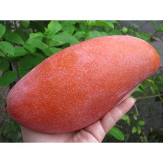 紅龍芒果大苗🟡矮化嫁接最新技術-可陽臺產果🟡愛文芒果苗 愛文苗 土芒果苗 四季蜜芒果苗 金蜜芒果苗 金煌芒果苗 芒果苗