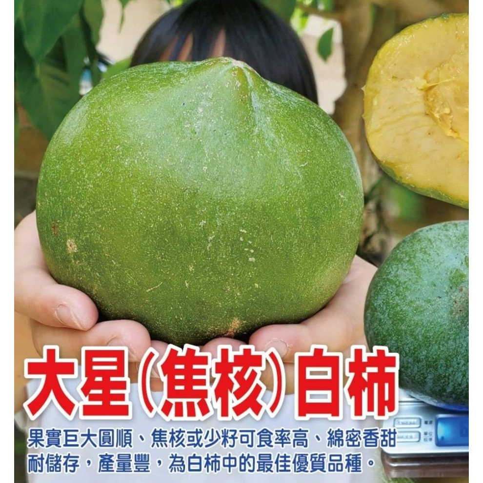 大星膠核白柿苗🟡嫁接苗🟡冰淇淋果苗🟡W4白柿苗 冰淇淋果 黃蜜白柿苗 綠霸白柿苗 香妃白柿苗 水果苗 白柿 白柿苗