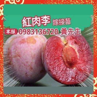 【紅肉李】嫁接苗 西梅藍蜜 新種藍蜜蜂糖李 冰糖李 黑鑽李 黃肉李 西瓜李 桃接李 蜜棗李 櫻桃李 蜜桃李 黃金恐龍蛋