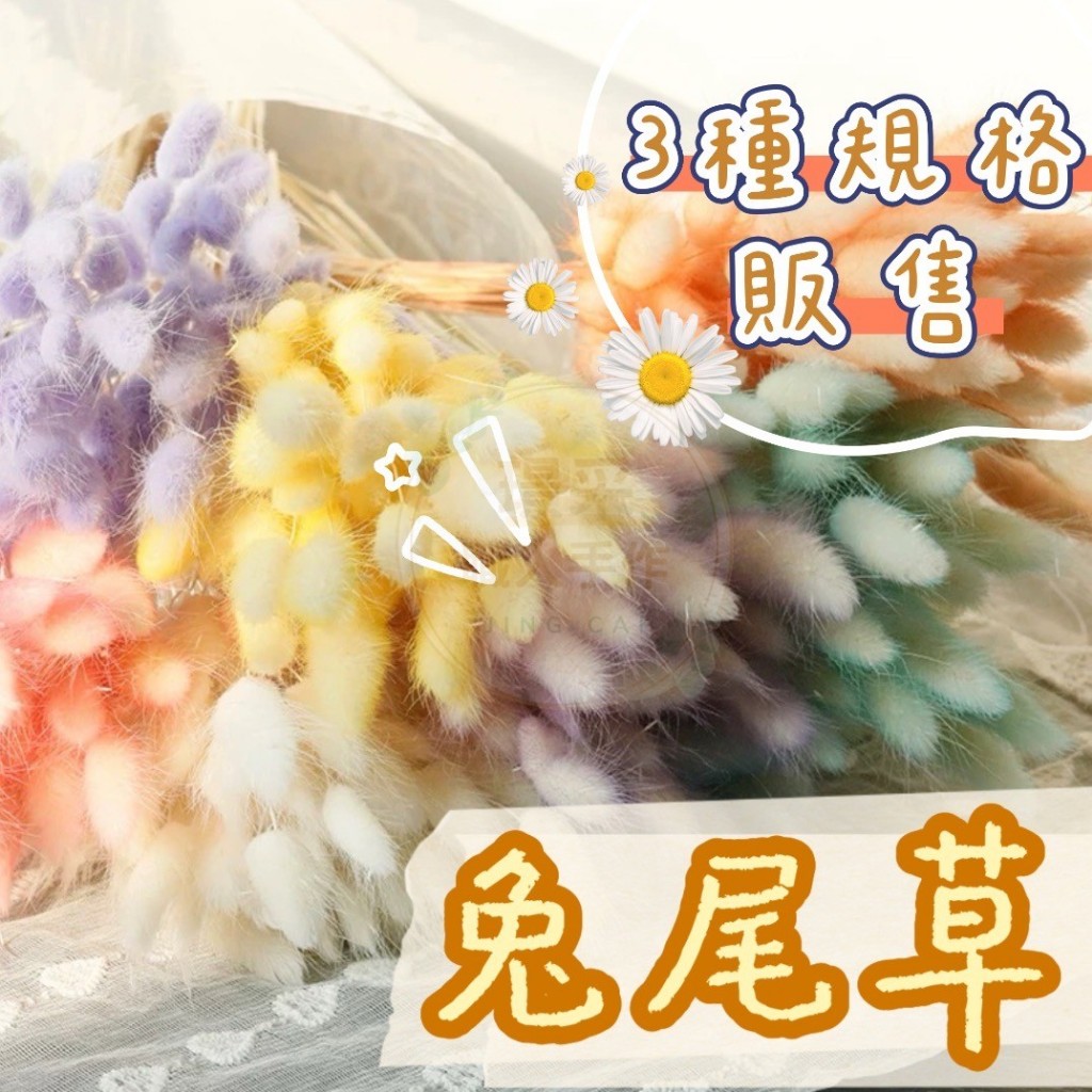 【璟采職人】兔尾草種子 兔尾草 花材 乾燥兔尾草 乾燥花材 乾燥花 不凋花 永生花 仿真花 乾燥花花材 教師節花束