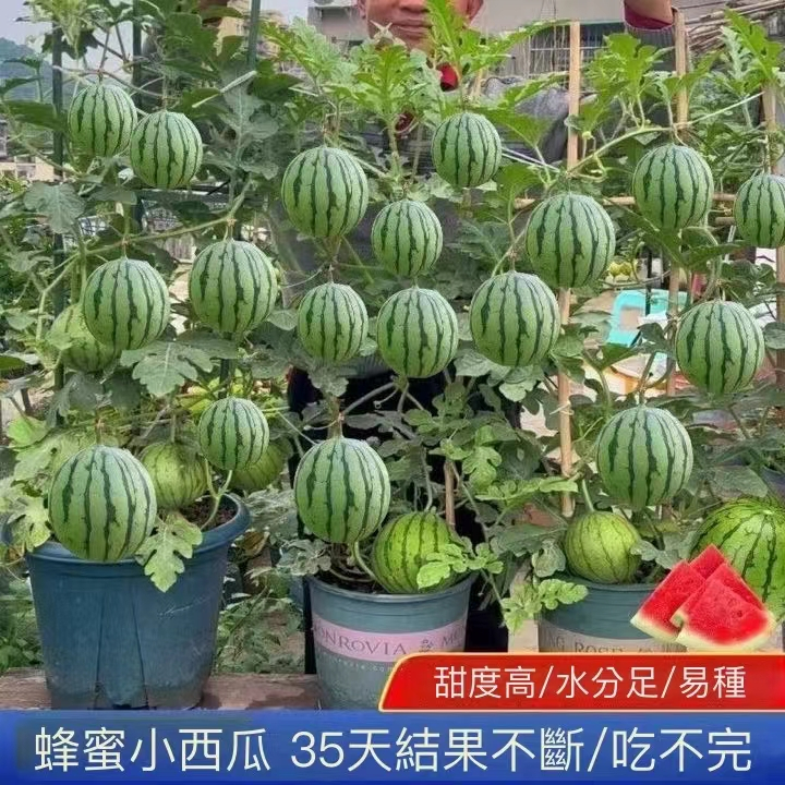 【廠家直銷】高產西瓜種子拇指西瓜、黑皮西瓜、黃金西瓜、蜂蜜盆栽種子無籽冰糖麒麟王水果菜大小四季高產薄皮西瓜種子批發價