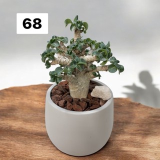 ↠有植感↞ ▮羊角沙玫▮一物一拍Dorset Horn Adenium 捲葉 KHZ塊根植物 沙漠玫瑰 羊角沙漠玫瑰