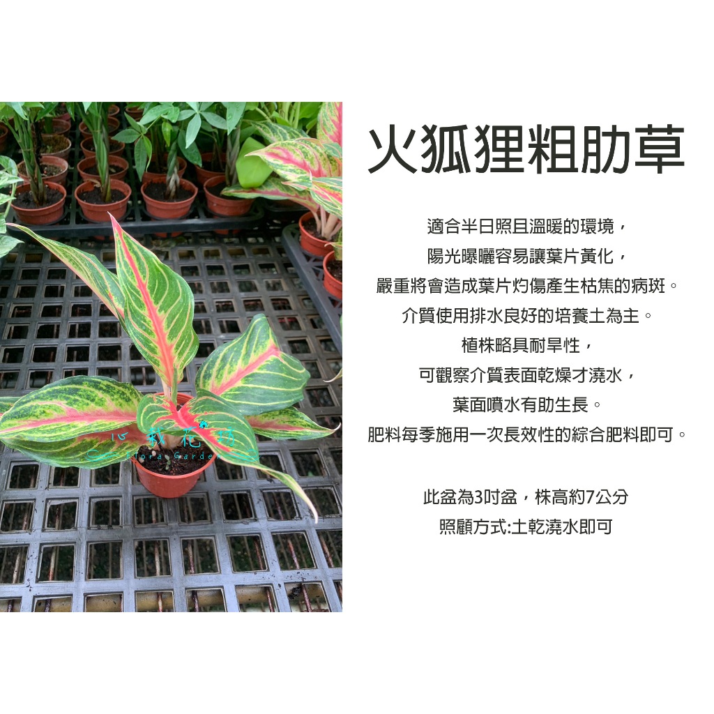 心栽花坊-火狐狸粗肋草/粗勒草/火狐狸萬年青/3吋盆/綠化植物/室內植物/觀葉植物/售價80特價70