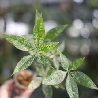 斑葉馬拉巴慄 3吋 觀葉植物 室內植物 綠化盆栽 陽臺植物 【阿金的便秘花園】PP278