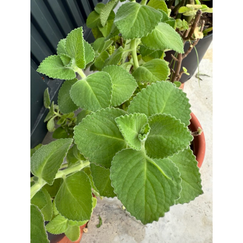 [現貨」左手香 到手香 左手香苗 過手香植株 左手香葉  西班牙百里香 印度薄荷