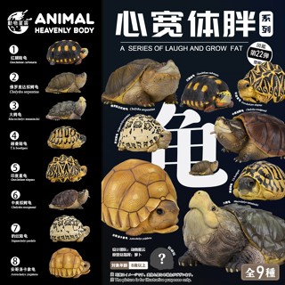 【MOVE】 (現貨) 動物星球 心寬體胖系列 第二十二彈 龜 vol.1 模型 公仔 盒玩 盲盒