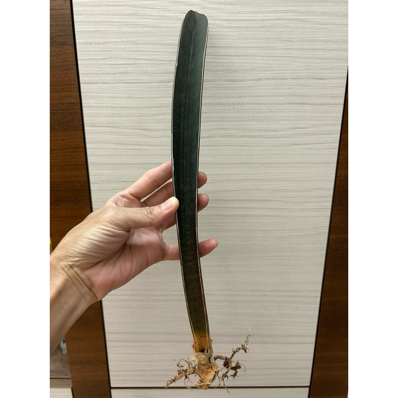 虎尾蘭/粉紅球棒/球棒/15-30