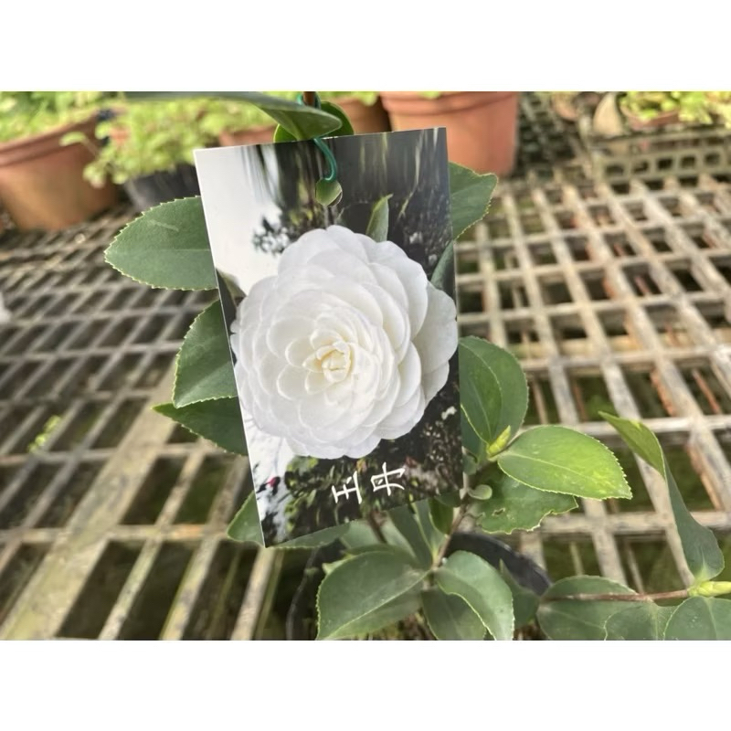 《秀水茶園》玉丹九吋盆茶花