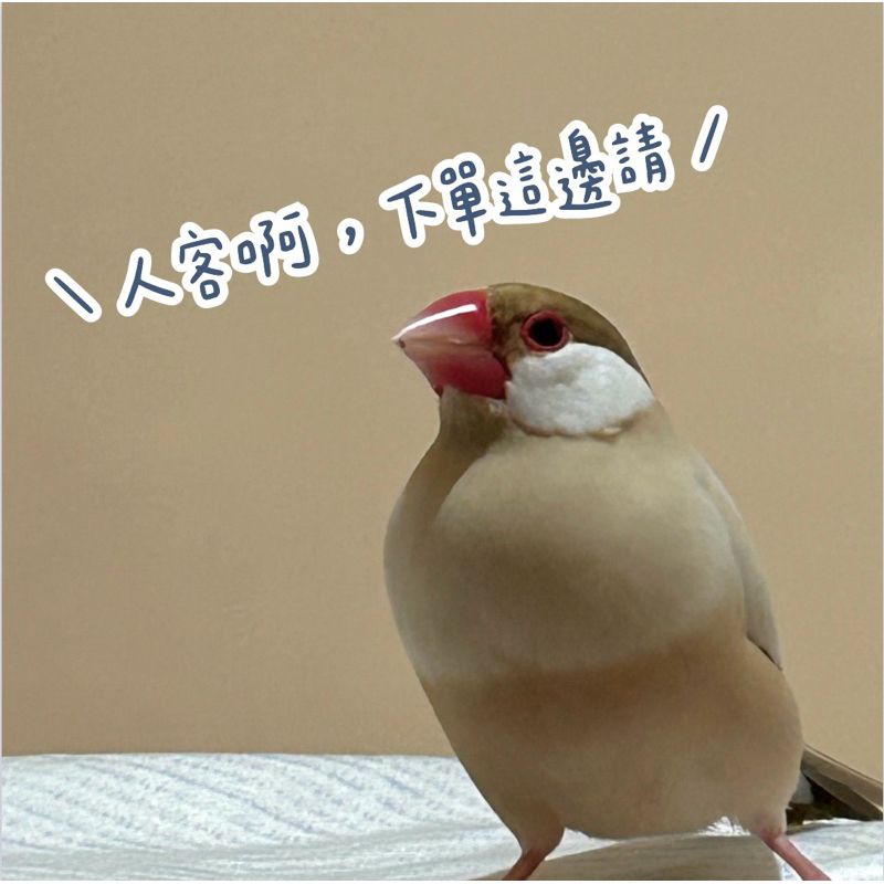 (･θ･)呱a直播下單區💛