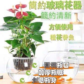 【最熱銷】水耕盆 水耕盆栽 水培花盆 水耕花器 創意水培植物透明玻璃花瓶容器 綠蘿盆栽水養花盆 圓球形小魚缸器皿 可養魚