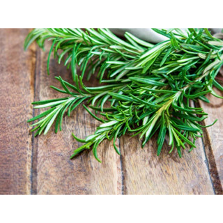 迷迭薄荷無咖啡因香草茶包/買5包送1