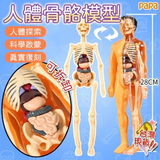 人體器官模型 人體拼裝模型 人體器官玩具人體骨架模型模擬拚裝軀幹結構內臟科敎類玩具 人體器官模型 人體模擬模型 人體器官