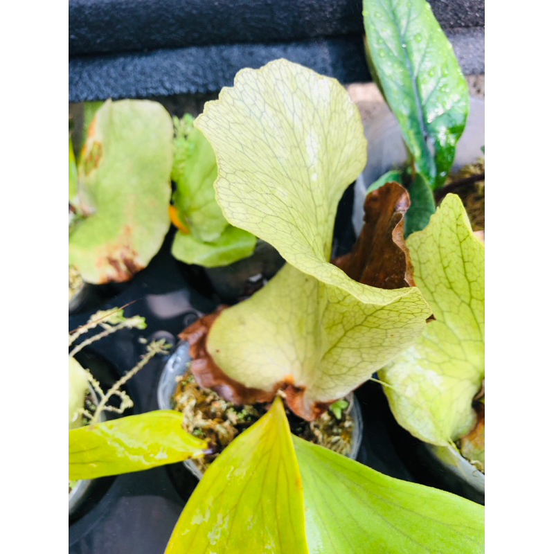 《摩西保羅》象耳鹿角蕨 觀葉鹿角蕨 超級穩根 側芽 滿滿根系