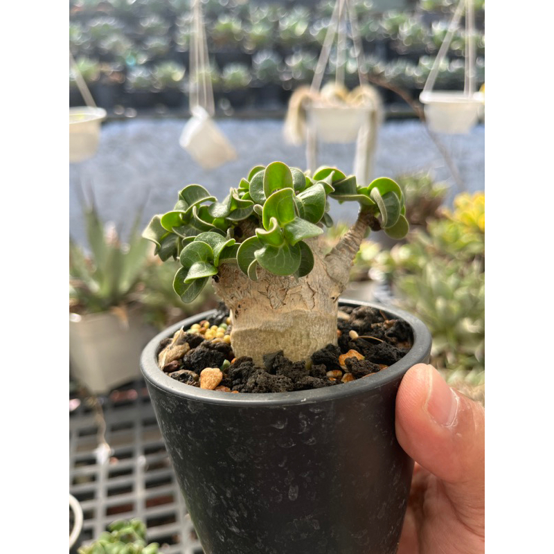 羊角沙玫  （3.5吋盆）