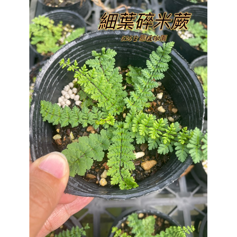 『525生態植物園』細葉碎米蕨（原生植物，蕨類，觀葉植物）