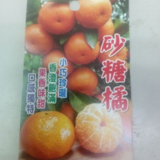 柑橘嫁接苗甜桔紅肉甜丁雞蛋丁無籽柳丁砂糖橘帝王柑茂谷碰柑佛利蒙柑