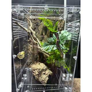 木知木蕨-樹棲、地棲爬蟲缸造景-巨人守宮-睫角守宮-蓋勾亞-豹紋-肥尾-瘤尾