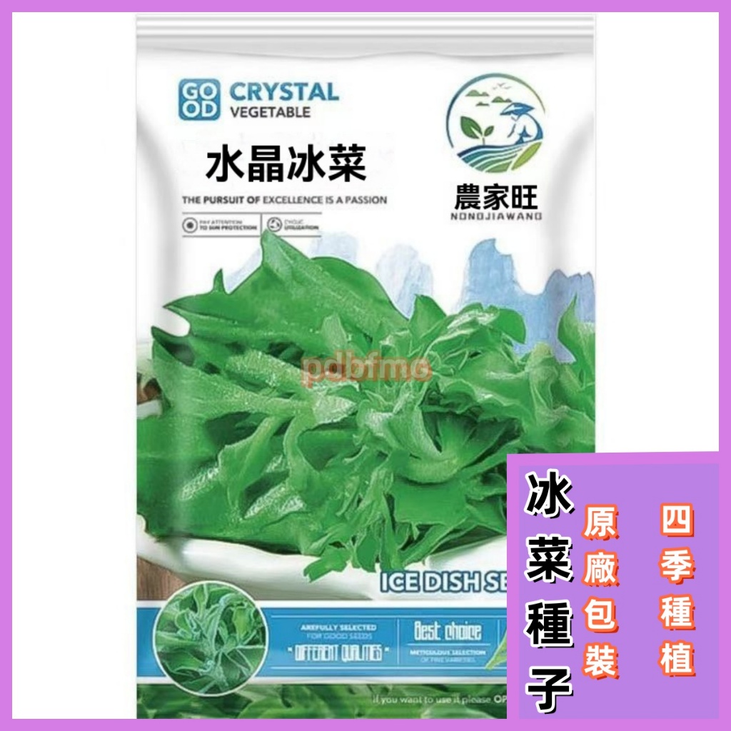 【原廠包裝/精選種子】水晶冰菜種子 約400粒 種籽陽台盆栽蔬菜種子大全四季冰草苗秧秋冬種植青菜種孑