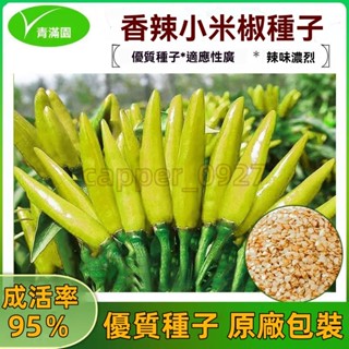 官方自營【原廠包裝】小米椒種籽四季盆栽簇生小米辣朝天椒種子特辣產泡椒小米椒種 辣椒種子大全
