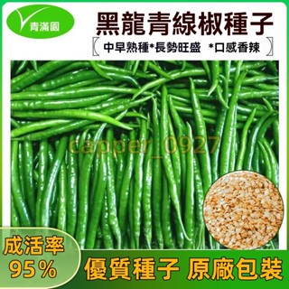 官方自營【原廠包裝】青線椒種子順直線尖椒種子超辣辣椒種子盆栽四季蔬菜種子大全 辣椒種子大全