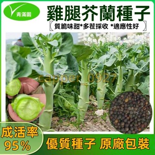 官方自營【原廠包裝】雞腿芥蘭種子 約1000粒 農田菜地蔬菜陽臺盆栽四季耐寒脆甜芥蘭籽