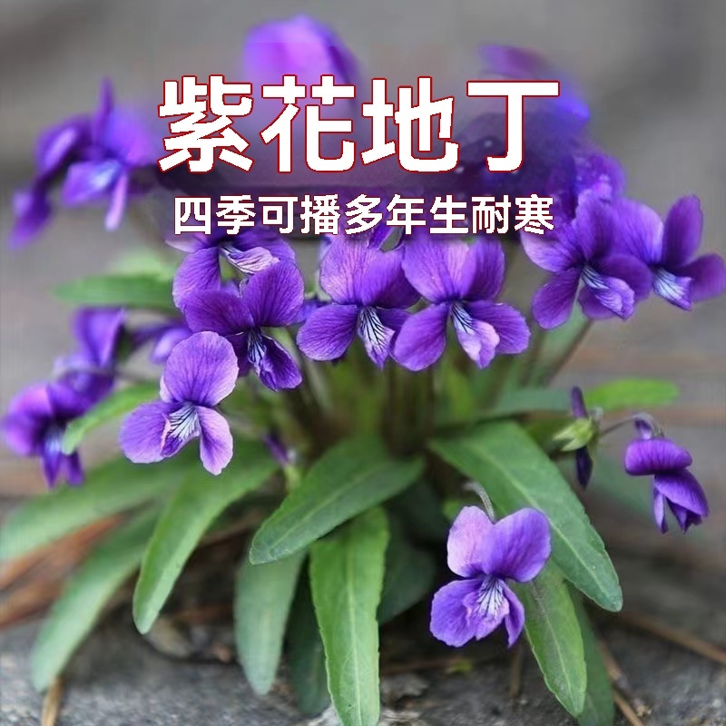 蝦皮優品💥紫丁花種子💥紫花地丁種子 當季新籽 紫花地丁種籽 野堇菜苦地丁 多年四季種子 花種子 中藥材種子 藥用苦地丁種