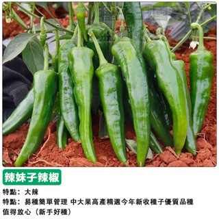 【48h出貨】辣妹子辣椒種子（大辣）四季播種辣椒種子盆栽蔬菜種子#hot pepper