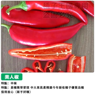 【48h出貨】美人椒種子 高產大果型（中辣）大紅辣椒~農家常見蔬菜種子辣椒種子#hot pepper
