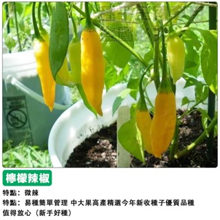 【48h出貨】觀賞辣椒~稀有檸檬辣椒種子（微辣），果長約3cm，漂亮檸檬黃~果皮光滑~觀賞 食用蔬菜種子#pepper
