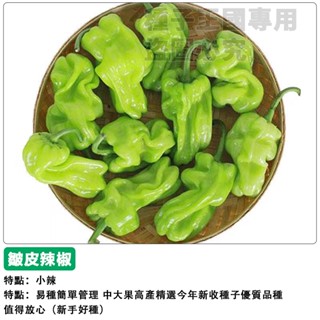 【48h出貨】皺皮辣椒種子（香辣）皺皮燈籠椒~皺青椒~四季播種辣椒種子盆栽蔬菜種子#hot pepper
