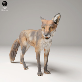 Tazo工坊[AD] 赤狐pose2Red Fox (Vulpes Vulpes) pose2 3D列印模型UW