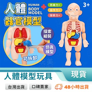 人體模型 身體器官教具 解剖模型 身體結構 拼圖玩具 兒童解剖玩具 人體結構模型 學習玩具 教育工具 玩美 77802