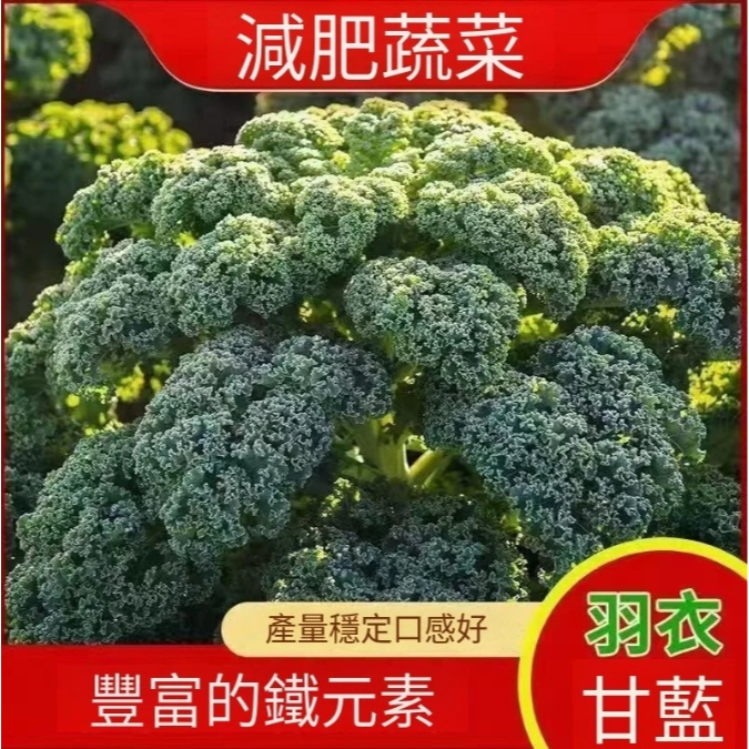 【羽衣甘藍種子】 四季羽衣甘藍沙拉蔬菜種子 陽臺盆栽大田種子 四季種植 耐熱抗寒蔬菜簡單易種 多次採收