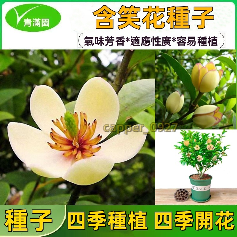 【精選種子】含笑花種子 深山含笑花 含笑花種子 樂昌含笑/紅花含笑樹種子 濃香型花卉 觀賞花卉種子