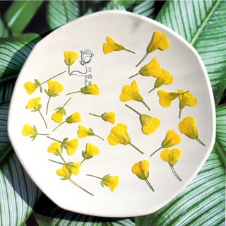 🍀臺灣現貨 油菜花 乾燥花押花永生花 乾花壓花 雞尾酒調酒裝飾 植物標本 手工DIY材料滴膠乾花手機殼兒童教學書籤
