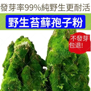 💯假山苔蘚孢子粉青苔種子吸水石盆栽盆栽綠化微景觀草植物鋪面裝飾造景種子水生植物發芽率高 孢子粉