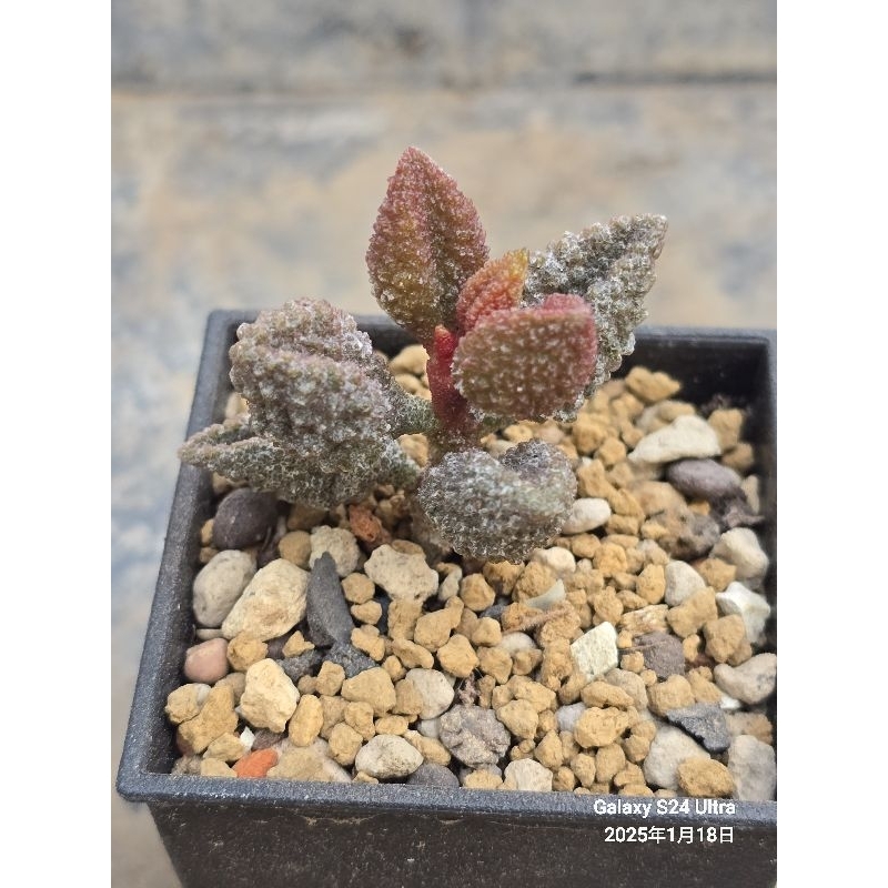 ❤＜喜多愛多肉＞～🌹荔枝天章多肉植物（不是紅苦瓜）