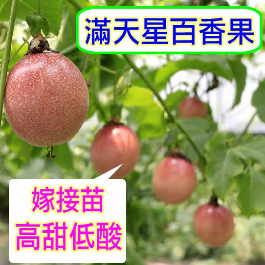 滿天星百香果苗🟡嫁接苗🟡高產量+高甜度 超人氣 黃金百香果苗 紫色百香果苗 紫蜜百香果苗 香蜜百香果苗 樹苗 水果苗