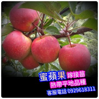 蜜蘋果✅矮化盆栽✅可在南.北.盆栽陽台快速產果 蘋果樹 蘋果樹苗 熱帶蘋果 蘋果苗 蜜蘋果 果苗 樹苗 蜜蘋果 富士蘋果