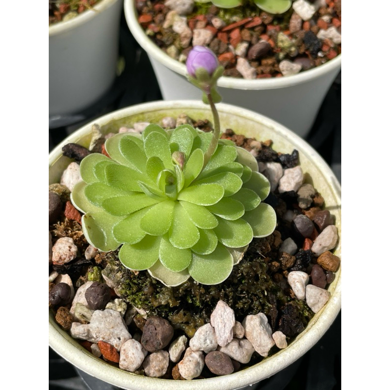 ❤現貨❤療癒語過天晴🌞觀葉植物&【愛絲捕蠅堇/艾瑟氏捕蠅堇】捕蟲草