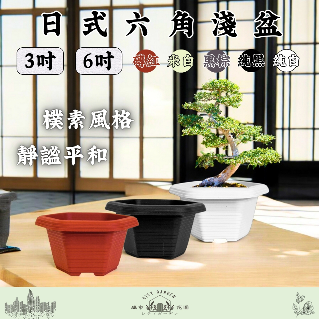 【全館299真免運 !! 】現貨~日式六角淺盆(3吋、6吋)小型木本盆栽 多肉植物 日式盆 花盆 盆栽 古松 園藝