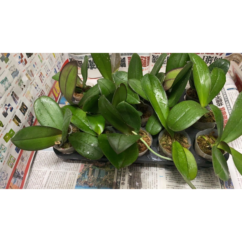 蘭花｜優惠推薦- 蝦皮購物- 2026年1月