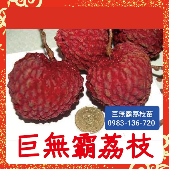 🔥大果品種【巨無霸荔枝】苗，玉荷包，大丁香，鵝蛋荔枝，海南王，霸王荔枝，優質種苗專賣