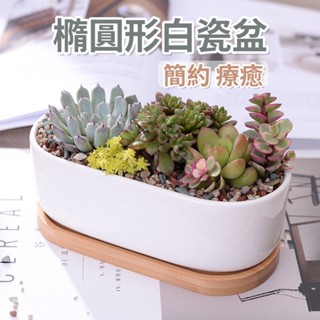 長方形盆栽 橢圓形白盆 白瓷盆 盆栽 花盆 花器 花架 盆器 多肉 多肉植物 多肉盆栽 園藝 植作 多肉花盆 長形盆栽