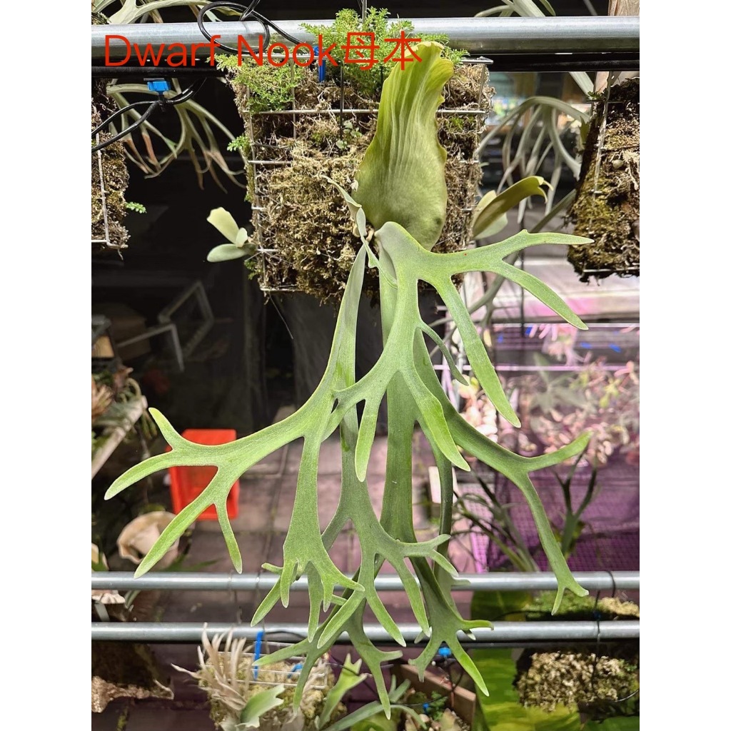 P.willinckii Spore的價格推薦- 2025年9月| 比價比個夠BigGo