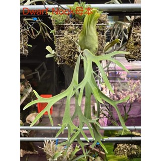 ビカクシダ P.willinckii waltz(Nook dwarf special#5) P.willinckii