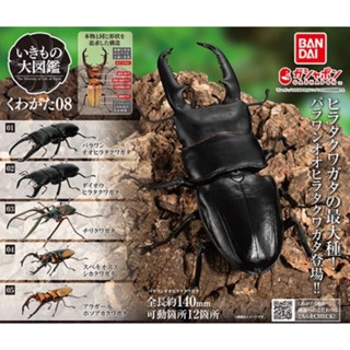 BANDAI 萬代 鍬形蟲 甲蟲 獨角仙 昆蟲 全套 鍬形蟲08 巴拉望鍬形蟲 生物大圖鑑 環保扭蛋 扭蛋