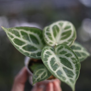 銅鑼燒花燭 丸葉花燭 3吋盆觀葉植物 雨林植物 耐陰植物 室內植物 植栽 植物 盆栽 觀葉【阿金的便秘花園】A146